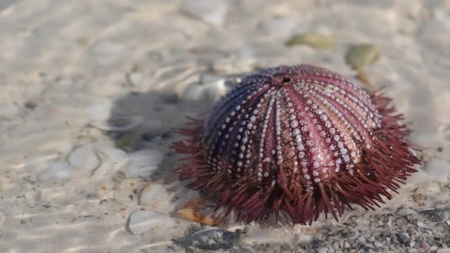 Sea urchin on sand, Mexico