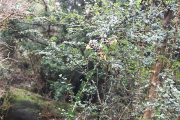 Patagonia, Chile, sur, austral, lago verde, carretera austral, bosque, nativo, autóctono, campo, viaje, vacaciones, descanso, naturaleza., michay, calafate