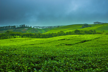 Fototapeta na wymiar beauty tea fields in kepahiang indonesia natural beauty of bengkulu utara indonesia with mountain barisan and green nature