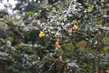 Patagonia, Chile, sur, austral, lago verde, carretera austral, bosque, nativo, aut&oacute;ctono, campo, viaje, vacaciones, descanso, naturaleza., michay, calafate
