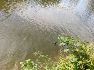 Ente im See