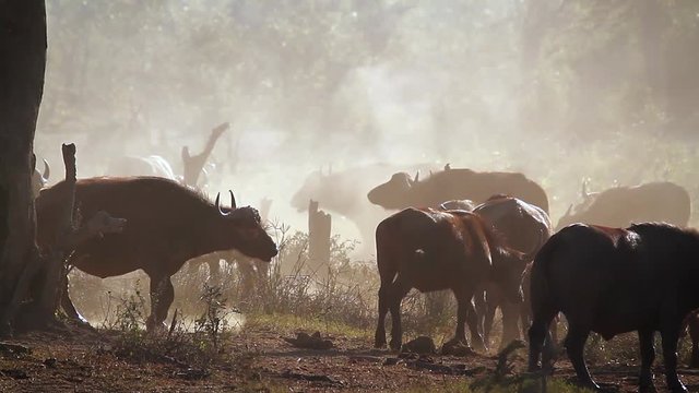 African buffalo herd in a misty morning in Kruger National park, South Africa ; Specie Syncerus caffer family of Bovidae