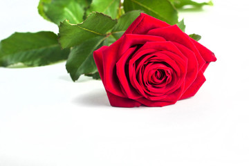 Beautiful Red Rose Flower with stem Isolated on White background. Concept for 8 march wedding with copy space