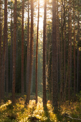 Sun beam coming in through the trees in a forest in Sweden creating a magical feeling.