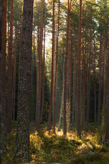 Sun beam coming in through the trees in a forest in Sweden creating a magical feeling.