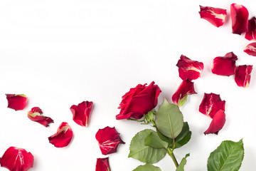 Red roses and rose petals isolated on white