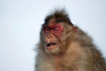 Rhesus macaque or monkey with sad expression, Maharashtra, India.
