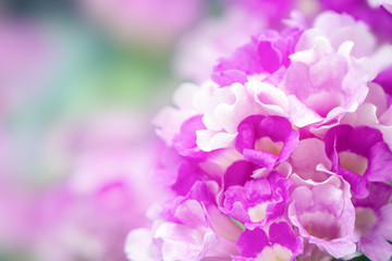 beautiful bunch of purple flower soft focus background for spring 