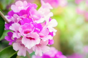 Fototapeta na wymiar beautiful bunch of purple flower soft focus background for spring 