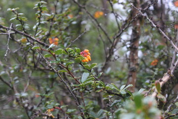 Patagonia, Chile, sur, austral, lago verde, carretera austral, bosque, nativo, autóctono, campo, viaje, vacaciones, descanso, naturaleza., michay, calafate