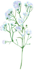 Watercolor illustration gypsophila with little white flowers