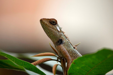Agama, the Indian chameleon, Maharashtra, India.