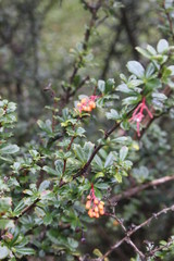 Patagonia, Chile, sur, austral, lago verde, carretera austral, bosque, nativo, autóctono, campo, viaje, vacaciones, descanso, naturaleza., michay, calafate, chilco