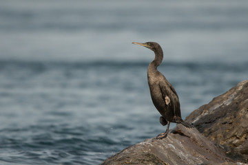 Socotra cormorant (Phalacrocorax nigrogularis). Port of Khasab. Musandam. Oman