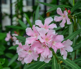 Nerium oleander flowers at sunny day