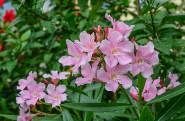 Nerium oleander flowers at sunny day