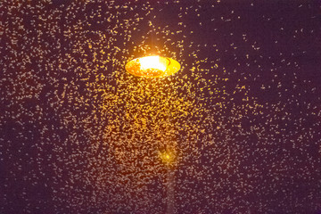 Éphémères attirées par la lumière d’Un lampadaire 