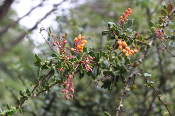 Patagonia, Chile, sur, austral, lago verde, carretera austral, bosque, nativo, autóctono, campo, viaje, vacaciones, descanso, naturaleza., michay, calafate