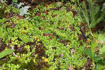 Patagonia, Chile, sur, austral, lago verde, carretera austral, bosque, nativo, autóctono, campo, viaje, vacaciones, descanso, naturaleza.