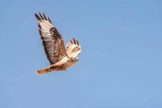 Buzzard, Buteo rufinus, flies against the blue sky.