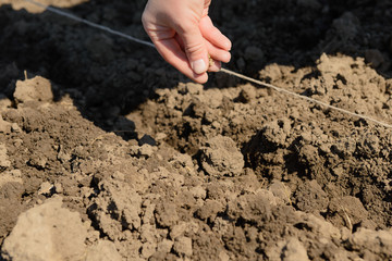 a human grain hand sows the soil with a tensioned thread