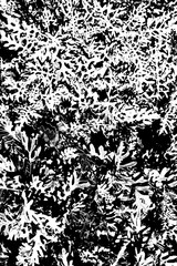 シダモノクロ１