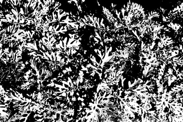 シダモノクロ２