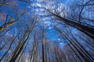 Obraz premium Trees point against the sky