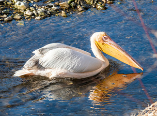 Pelecanus Pelikan Isarbelle on the Isar between Freising and Marzling
