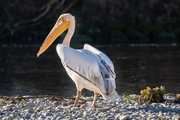 Pelecanus Pelikan Isarbelle on the Isar between Freising and Marzling