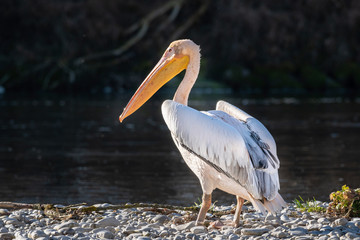 Pelecanus Pelikan Isarbelle on the Isar between Freising and Marzling