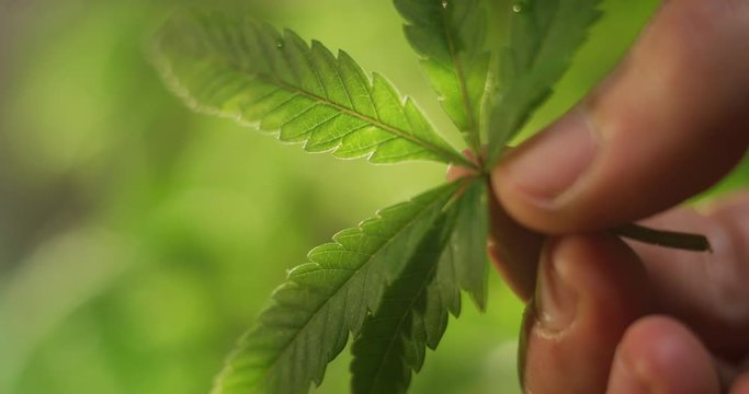 Slow motion close up of agronome hand keeping a leaf of biological and ecological hemp plants used for herbal pharmaceutical cbd oil in a greenhouse. Shot in 8K.