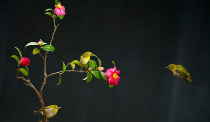 아름다운 산새들의 날개짓
