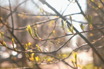 Poplar leaves bloom in the spring. Close - up of branches and leaves.