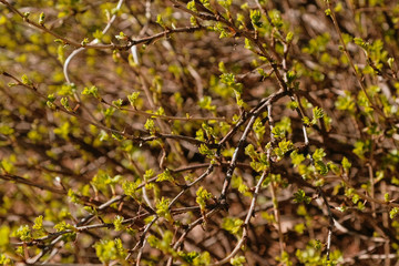 Obraz na płótnie Canvas Leaves bloom on the branches of wild rose spring. Close - up of branches and leaves.