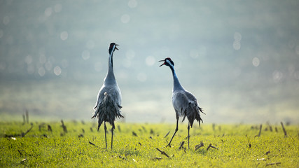 Obraz premium Kranich