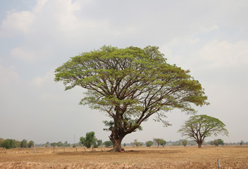 Obraz premium Big tree in summer