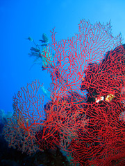 The amazing underwater world of the Red Sea.