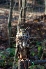 Owl in the forest