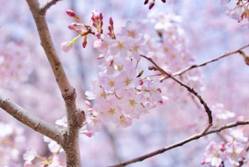 sakura04