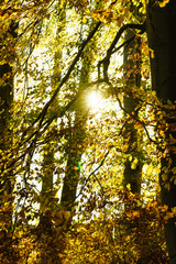Autumn trees in park