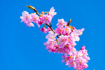 河津桜(頼朝桜)