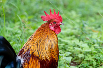 Portrait of a brown cock in the garden on a green background. Close-up