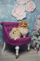 dogs on the chair