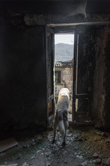 Golden Retriever Looking out a Doorway in an Abandoned Ruin in Southern Italy
