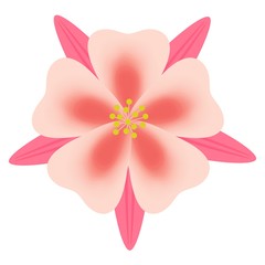 アクイレギア・ブルガリス（セイヨウオダマキ）