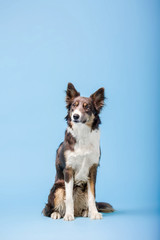 Border Collie dog in the photo studio on the blue background