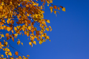 Autumn tree leaves sky background.
