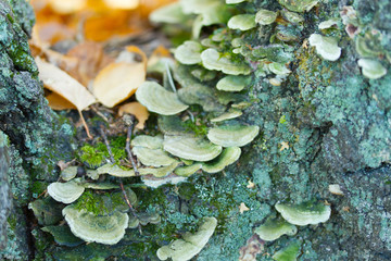 Group of mushrooms in moss
