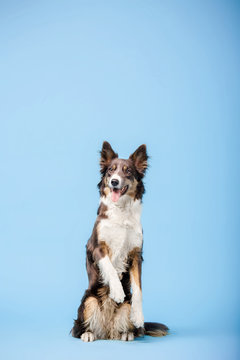 Border Collie dog in the photo studio on the blue background